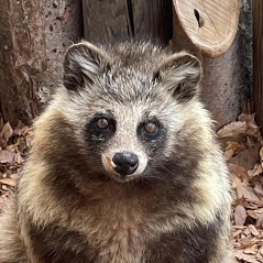 ホンドタヌキ ふき