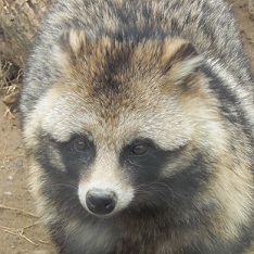 ホンドタヌキ コウメ