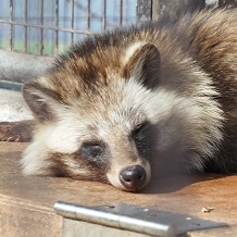 ホンドタヌキ ムシュー
