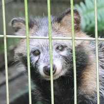 ホンドタヌキ ブラウニーみどり