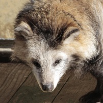 ホンドタヌキ ミュウ