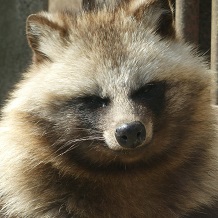 ホンドタヌキ 育三郎