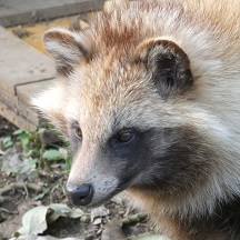 ホンドタヌキ あかみそ