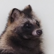 ホンドタヌキ ポタコ